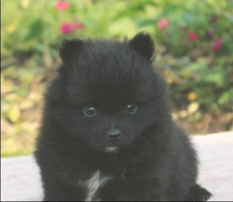 regalo cuccioli di pomeranian !!! | Foto 0