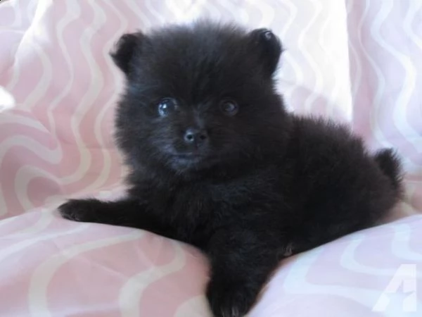 bellissimo cucciolo di pomerania per regalo