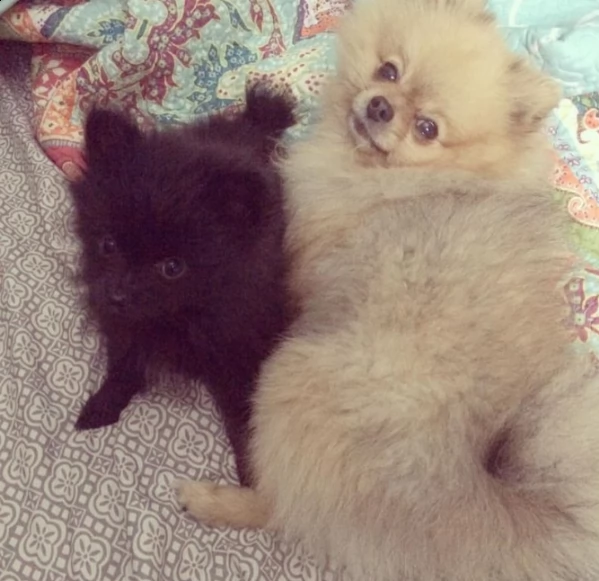 bellissimo cucciolo di pomerania per regalo | Foto 0