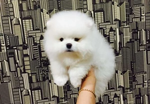 cucciolo pomeranian addestrato a casa per regalo