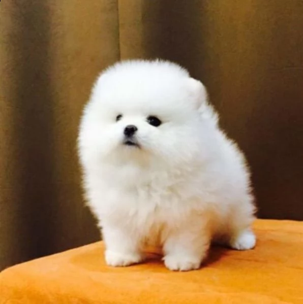 cucciolo pomeranian addestrato a casa per regalo | Foto 0