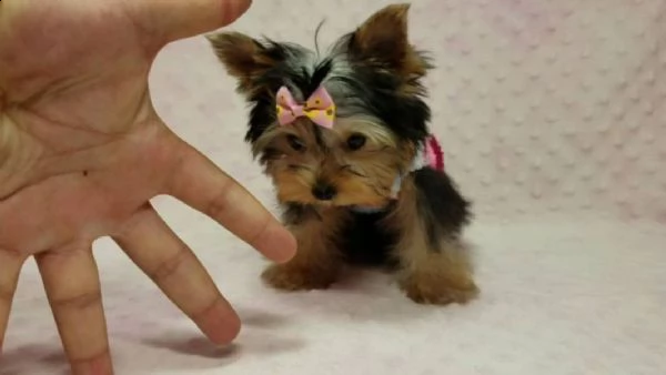  regalo yorkshire cuccioli con pedigree