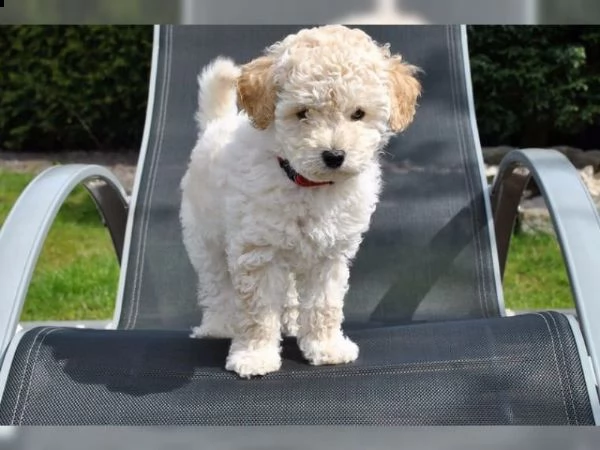 regalo volpini cuccioli di barboncino piccoli volpini di barboncino i cuccioli hanno 89gg sono figli