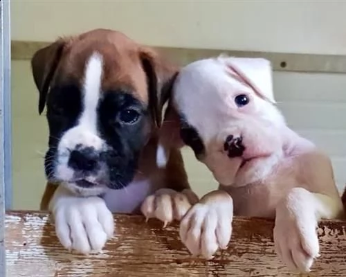 cuccioli boxe