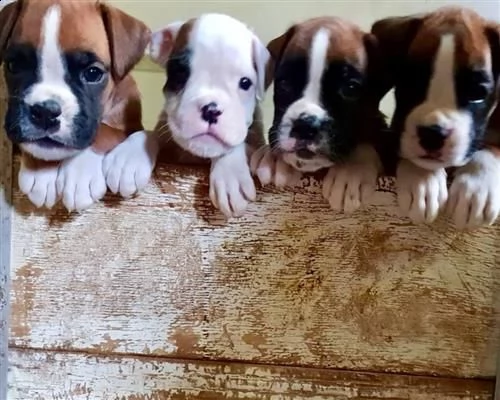 cuccioli boxe | Foto 0
