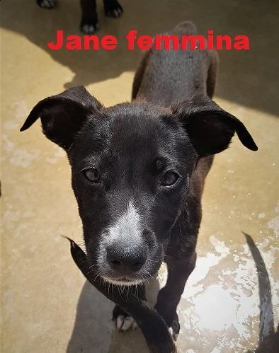 10 splendidi cuccioli 