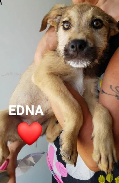 10 splendidi cuccioli  | Foto 6