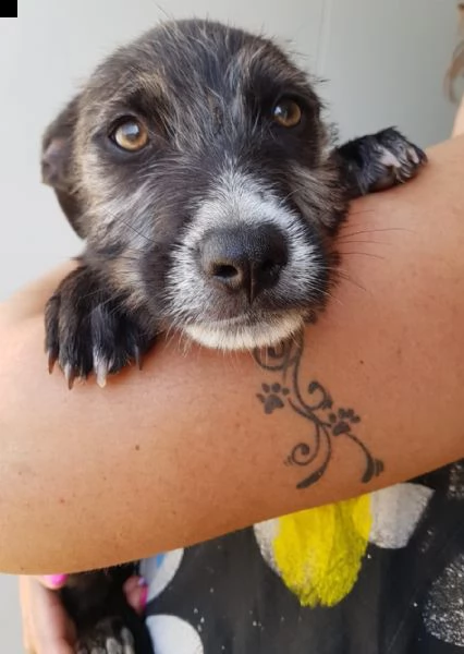 10 splendidi cuccioli  | Foto 5