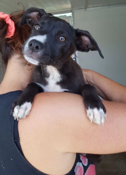 10 splendidi cuccioli  | Foto 4