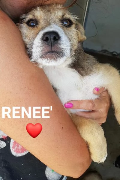 10 splendidi cuccioli  | Foto 3