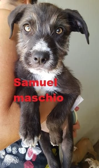 10 splendidi cuccioli  | Foto 2