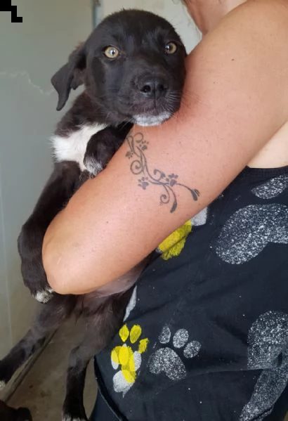 10 splendidi cuccioli  | Foto 1