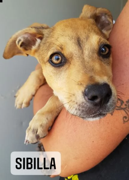 10 splendidi cuccioli  | Foto 0