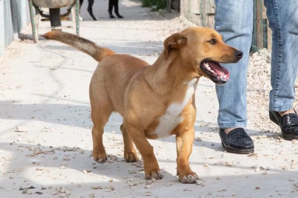 bachata e charlie splendidi amici | Foto 5