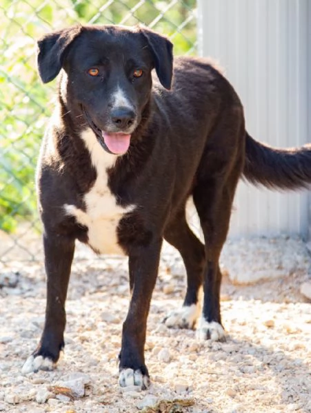 la bellissima e dolcissima bachata