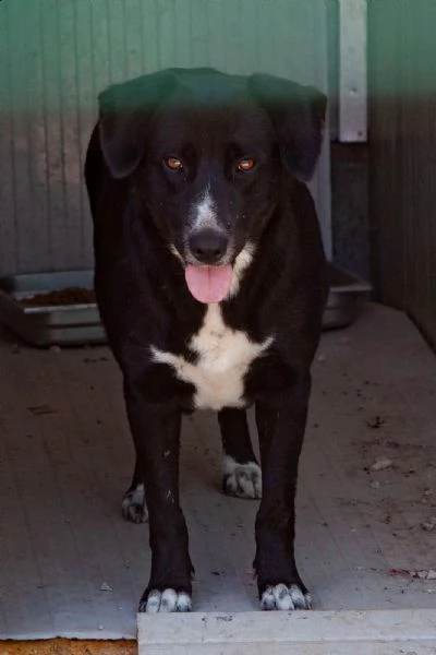 la bellissima e dolcissima bachata | Foto 6