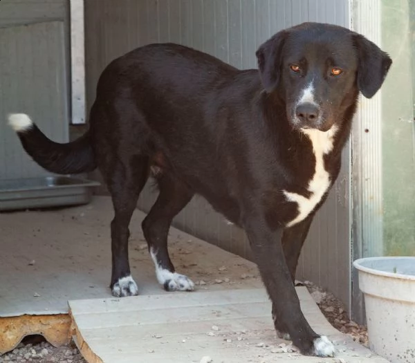 la bellissima e dolcissima bachata | Foto 5