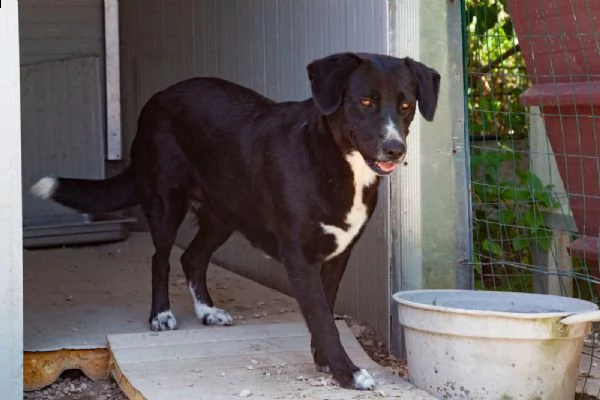 la bellissima e dolcissima bachata | Foto 4