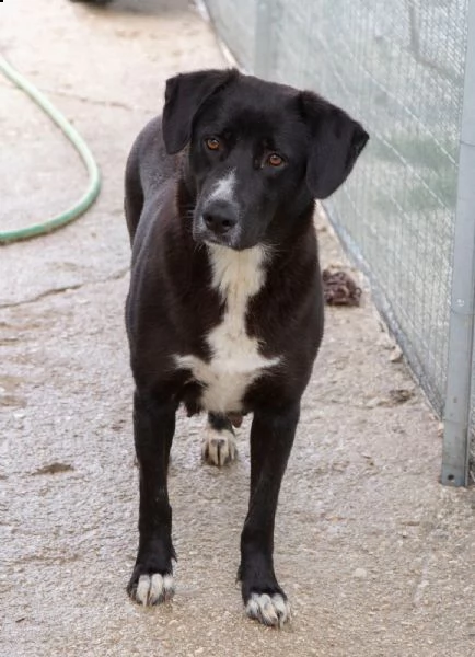 la bellissima e dolcissima bachata | Foto 3