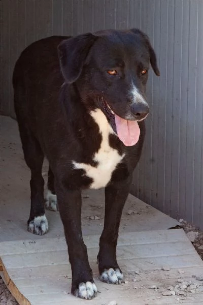 la bellissima e dolcissima bachata | Foto 1