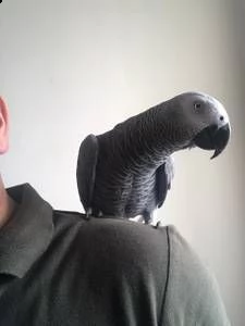 pappagallo grigio africano giocoso 