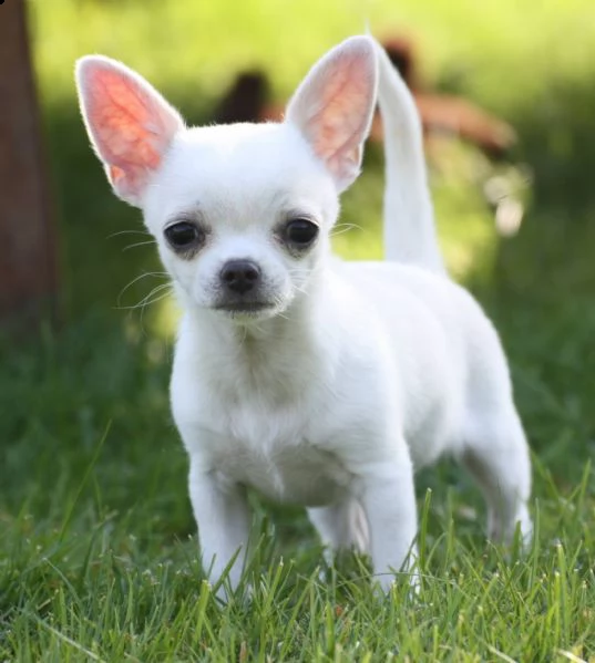 vendita chihuahua toy | Foto 0