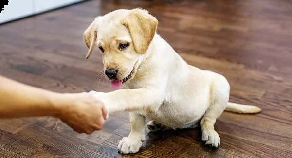 vendita labrador retriever splendidi cuccioli con pedigree
