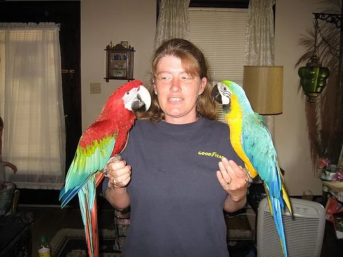 pappagalli ara blu e oro disponibili