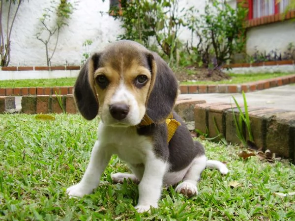 regalo beagle cuccioli  disponibili splendidi cuccioli di beagle di prestigiosa genealogia seleziona