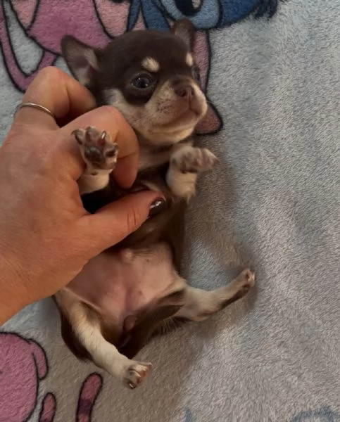 Chihuahua pedigree Enci  | Foto 3