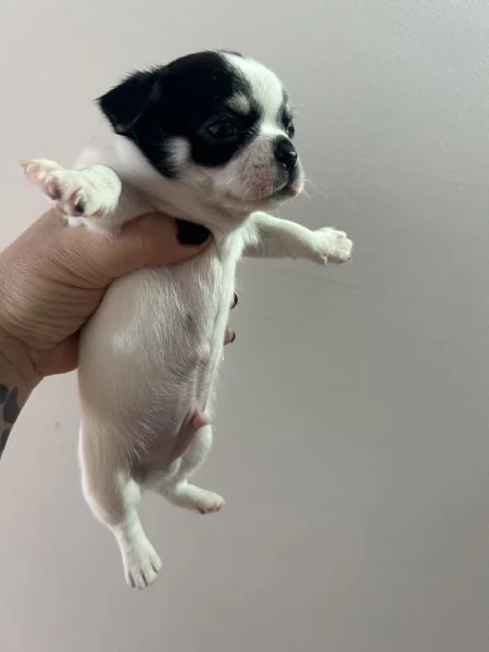 Chihuahua pedigree Enci  | Foto 2