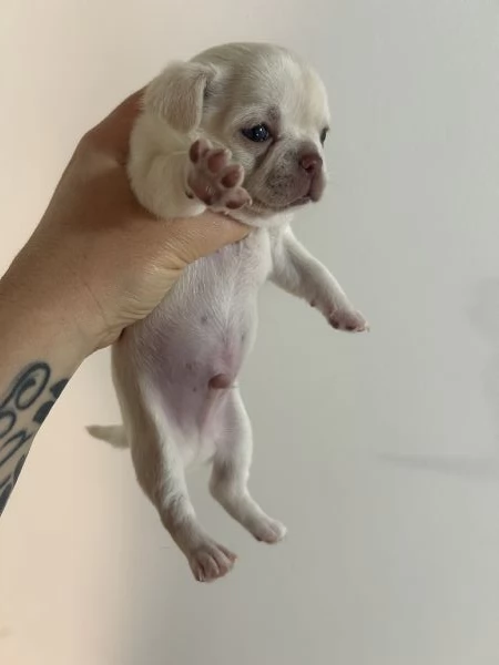 Chihuahua pedigree Enci  | Foto 1