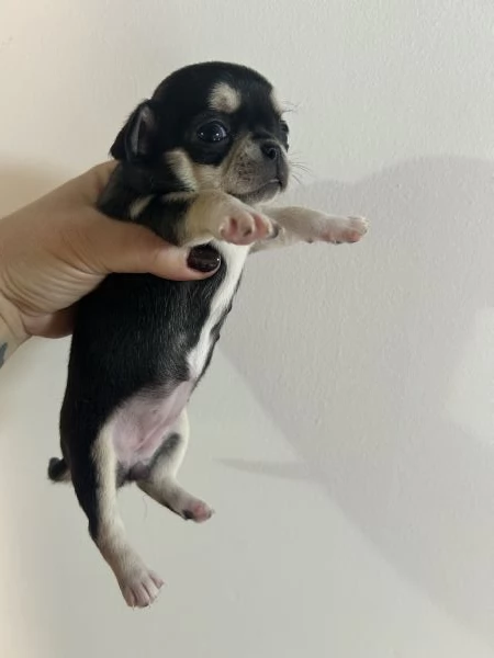 Chihuahua pedigree Enci  | Foto 0