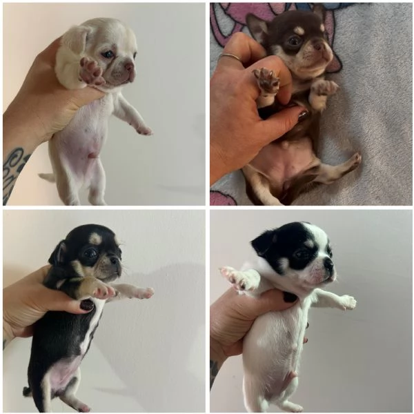 Chihuahua pedigree Enci 