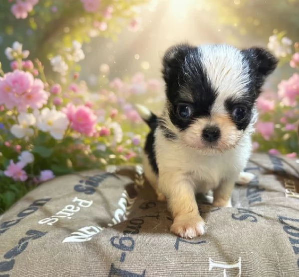 Chihuahua pedigree Enci DNA depositato | Foto 3