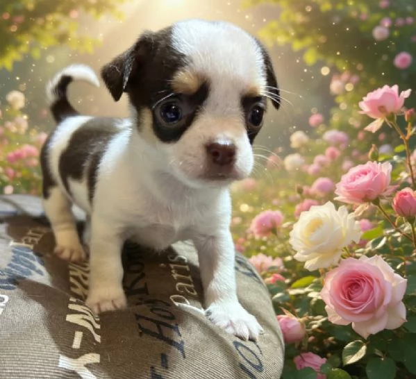 Chihuahua pedigree Enci DNA depositato | Foto 1