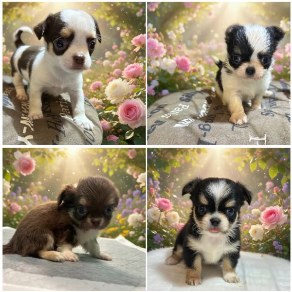 Chihuahua pedigree Enci DNA depositato