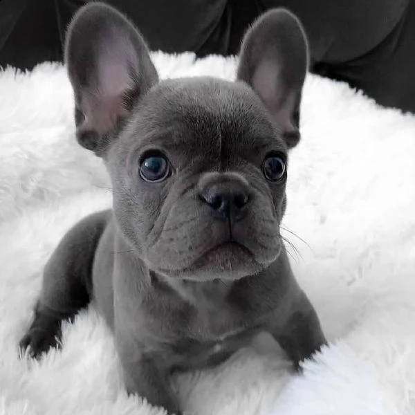 dolci cuccioli di bulldog  | Foto 0