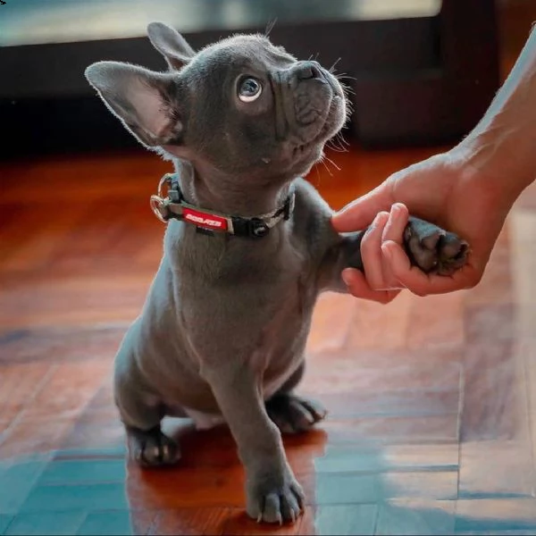dolci cuccioli di bulldog 