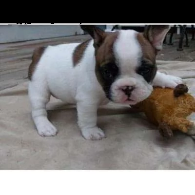 bulldog francese per ladozione