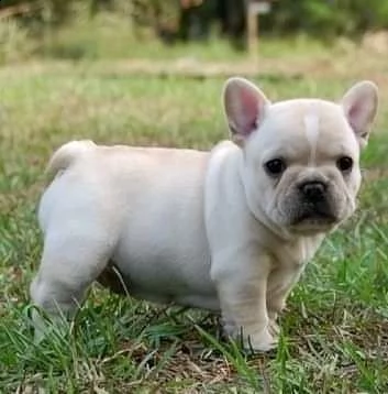 bulldog 