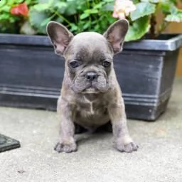 cucciolo di bulldog francese | Foto 0
