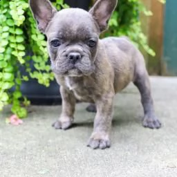 cucciolo di bulldog francese