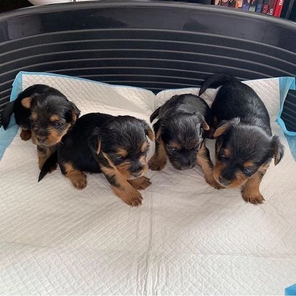 cuccioli di yorkshire terrier | Foto 2