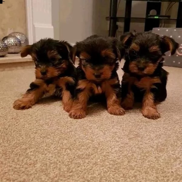 cuccioli di yorkshire terrier
