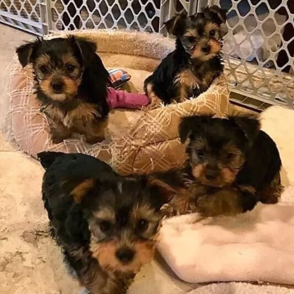 cuccioli di yorkshire terrier | Foto 1