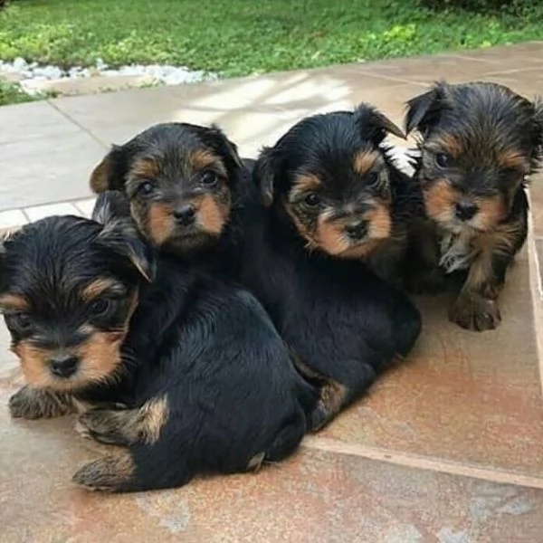 cuccioli di yorkshire terrier | Foto 0