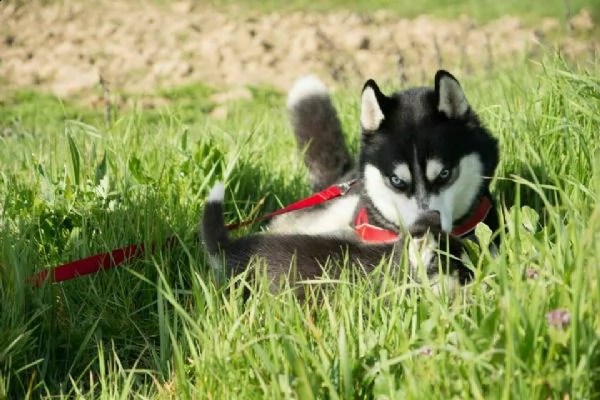 husky siberian maschio cerca siberian femmina per accoppiamento!