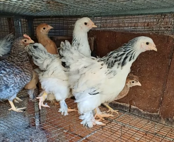 Brahma Pulcinotti | Foto 4