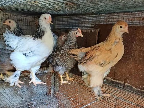 Brahma Pulcinotti | Foto 3